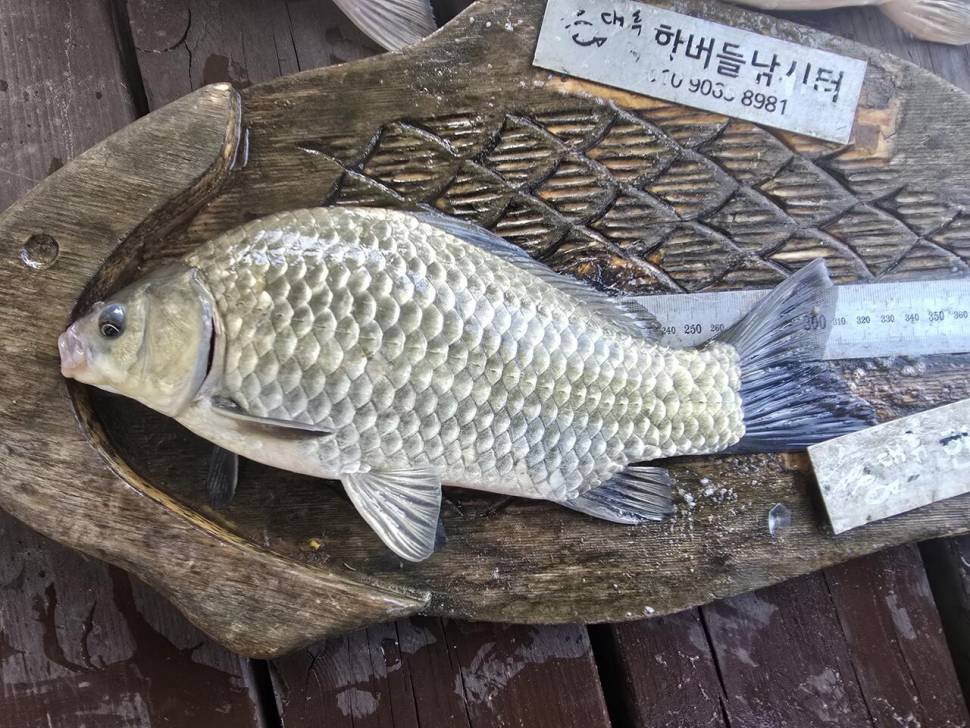 청풍 한버들조황입니다 (조황조행기 - 충주호조황속보)