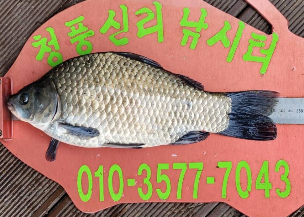 청풍신리낚시터 허리급 조황정보입니다 (조황조행기 - 충주호조황속보)
