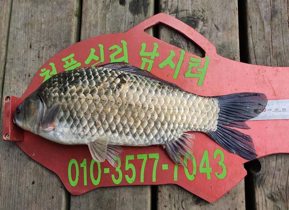 청풍신리낚시터 447cm 조황입니다 (조황조행기 - 충주호조황속보)