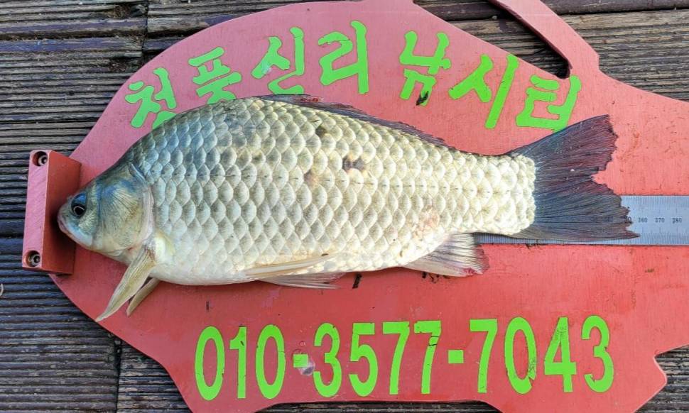 청풍신리낚시터 허리급조황입니다 (조황조행기 - 충주호조황속보)