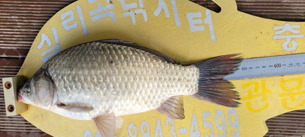 실리곡낚시터 허리급 조황입니다 (조황조행기 - 충주호조황속보)