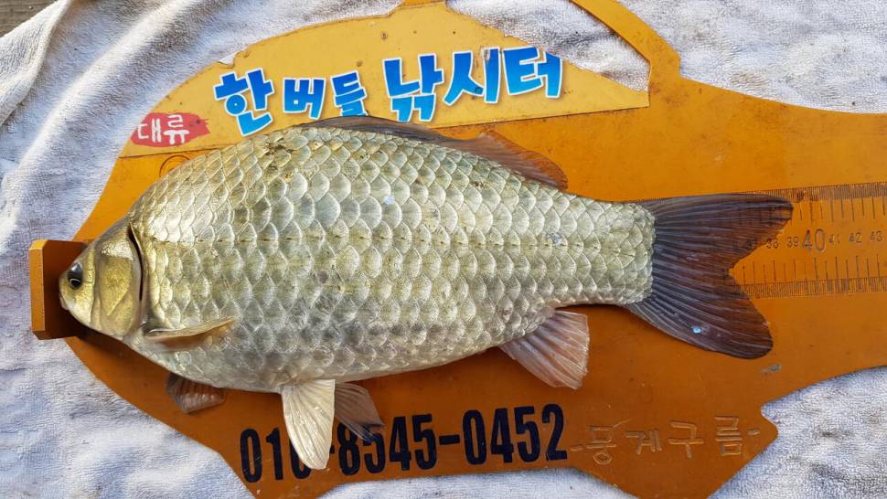 한버들 조황입니다 (조황조행기 - 충주호조황속보)