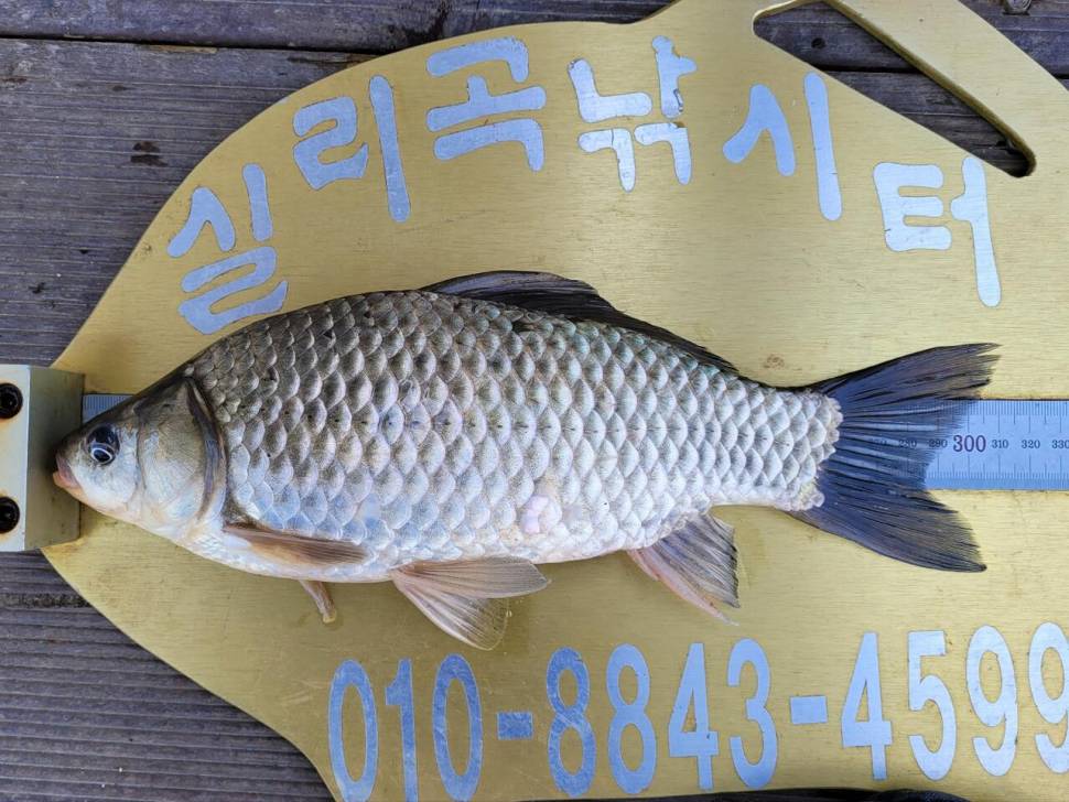 실리곡낚시터 허리급외 월척마릿수입니다 (조황조행기 - 충주호조황속보)
