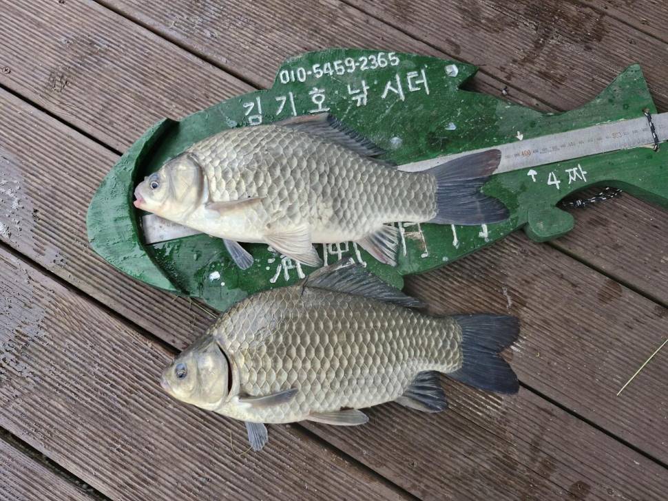 용곡 김기호 낚시터 조황정보 입니다 (조황조행기 - 충주호조황속보)