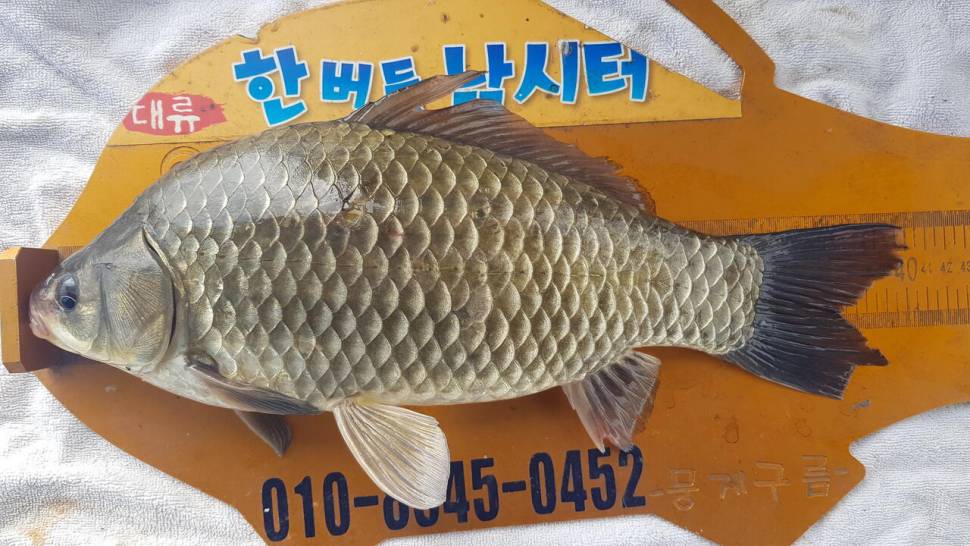 한버들 4짜 조황입니다 (조황조행기 - 충주호조황속보)
