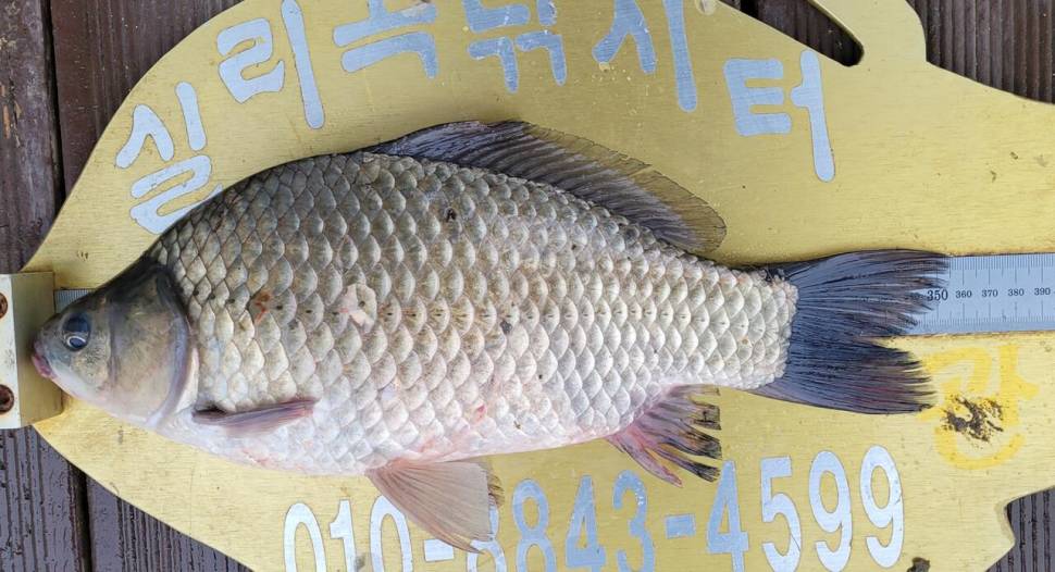 실리곡낚시터 허리급 조황입니다 (조황조행기 - 충주호조황속보)