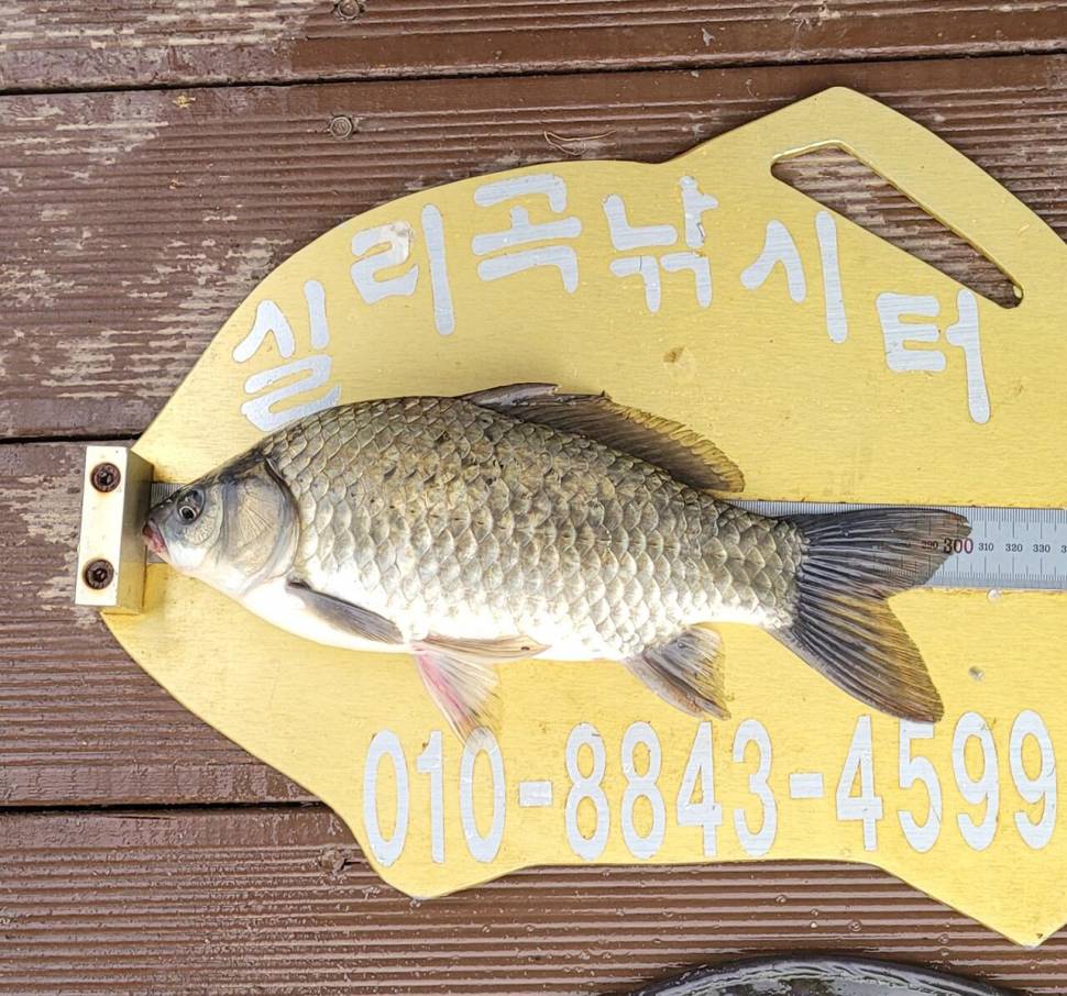 실리곡낚시터 허리급외 마릿수 조황입니다 (조황조행기 - 충주호조황속보)