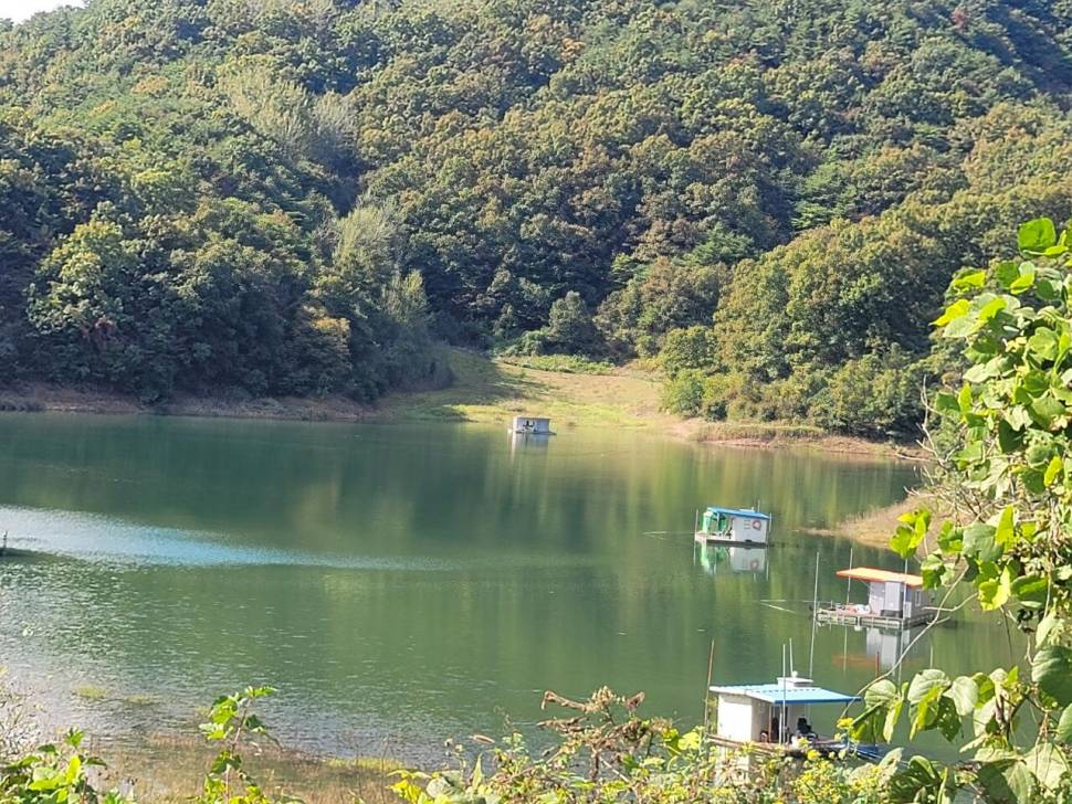실리곡낚시터 허리급 조황입니다 (조황조행기 - 충주호조황속보)