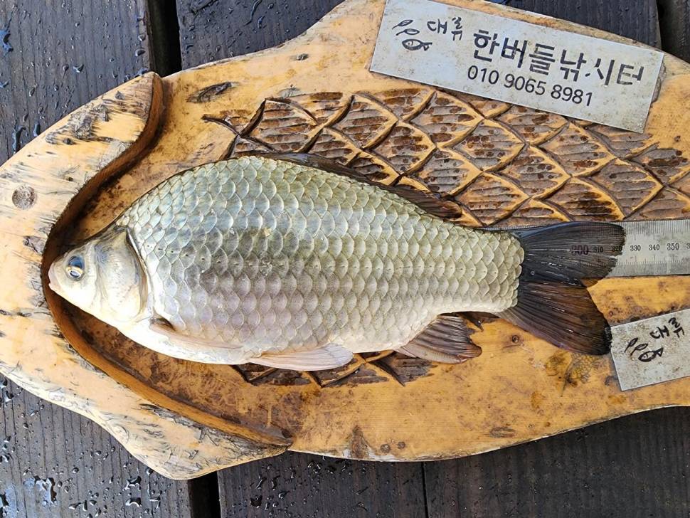 청풍 한버들 조황입니다 (조황조행기 - 충주호조황속보)