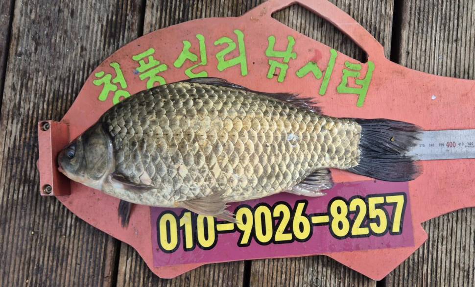 청풍신리낚시터 주말조황입니다 (조황조행기 - 충주호조황속보)