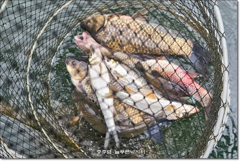 늘푸른의 조황이 살아나는 물색입니다 (조황조행기 - 충주호조황속보)
