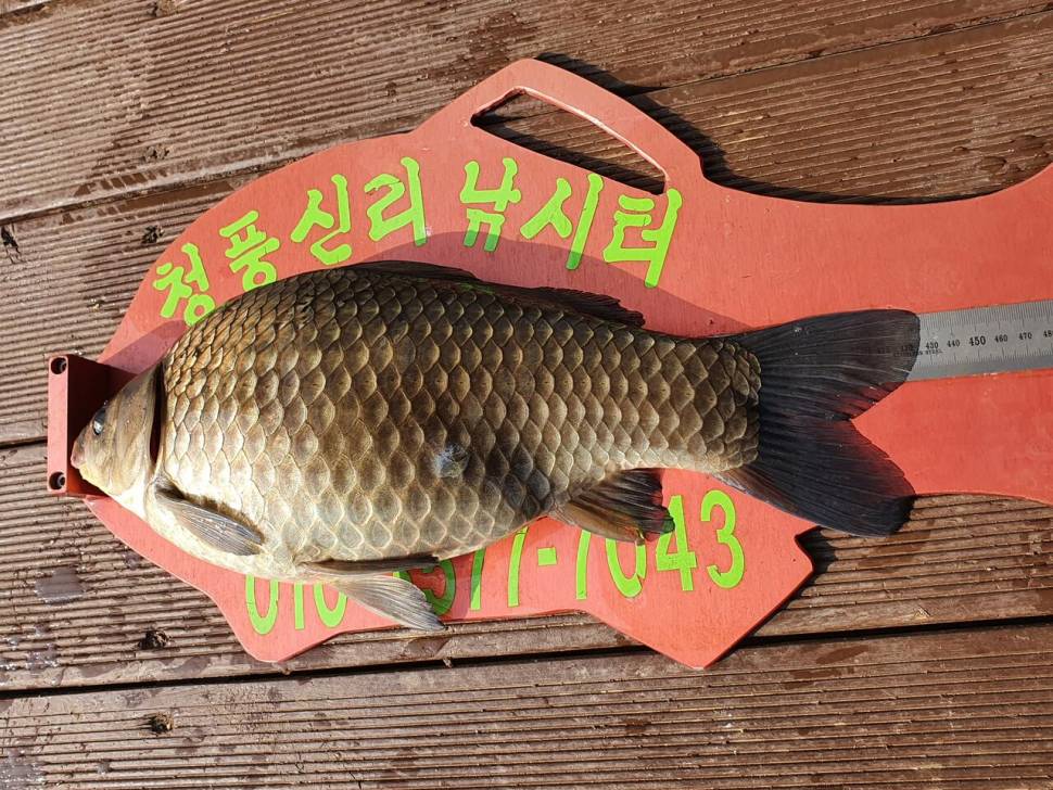 청풍신리낚시터 4짜 6수 대박 조황입니다 (조황조행기 - 충주호조황속보)
