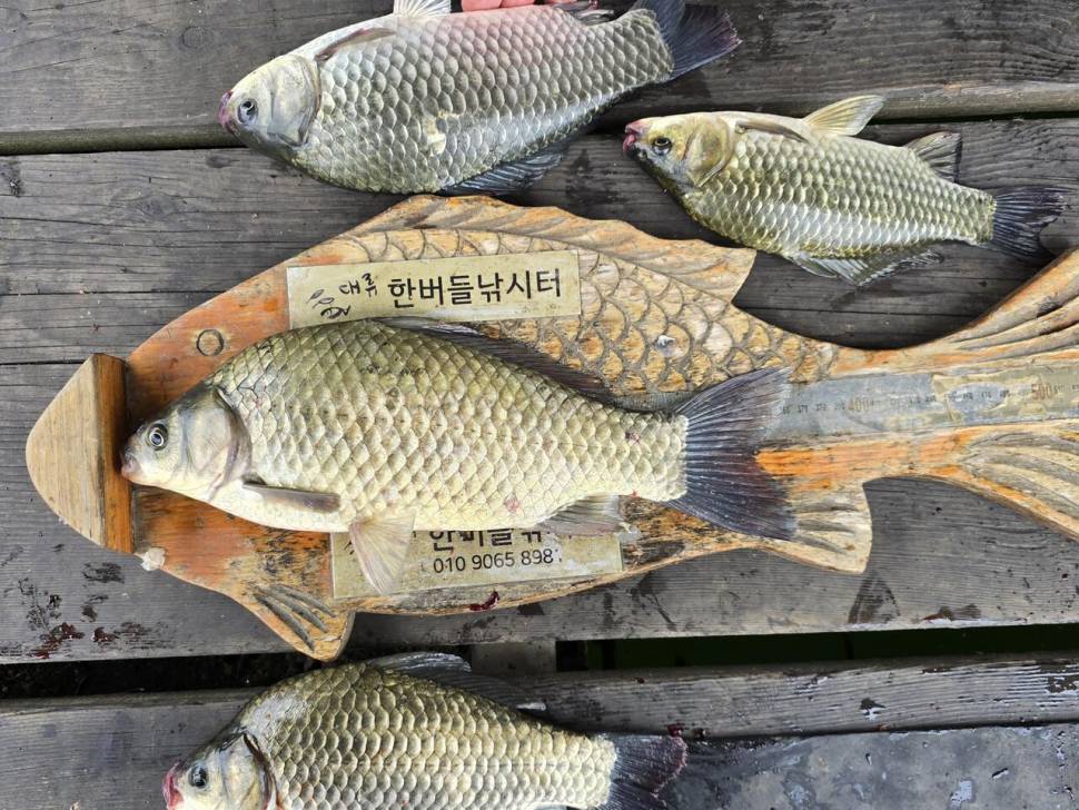 청풍 한버들 조황입니다 (조황조행기 - 충주호조황속보)