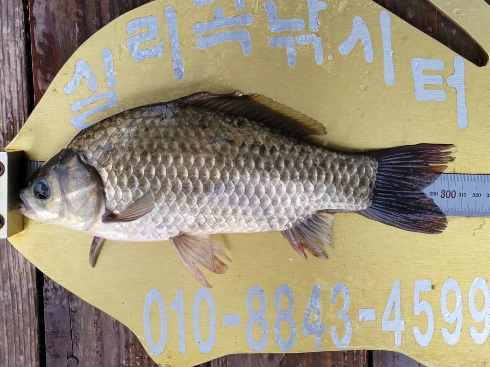 실리곡낚시터 허리급 조황입니다 (조황조행기 - 충주호조황속보)