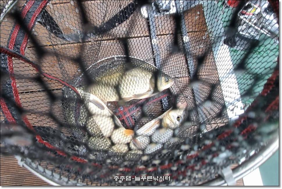 간밤에 폭우가 내렸습니다 (조황조행기 - 충주호조황속보)