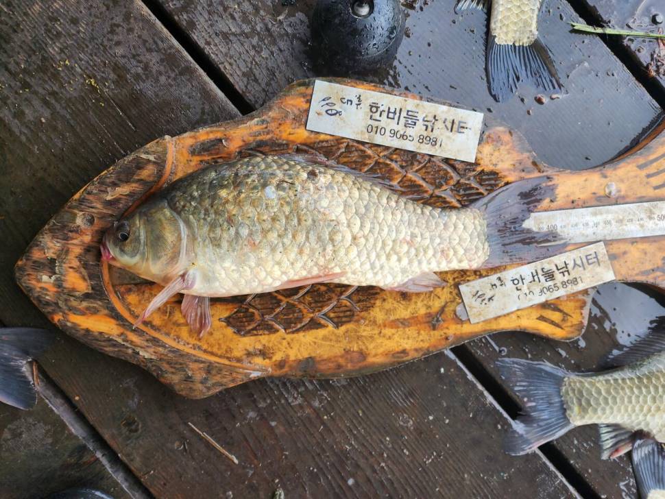 청풍 한버들 4짜4짜4짜및 초대박 조황입니다 (조황조행기 - 충주호조황속보)