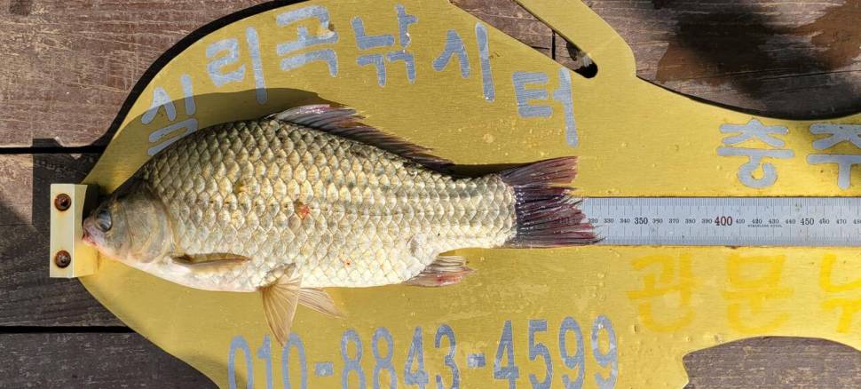 실리곡낚시터 허리급 조황입니다 (조황조행기 - 충주호조황속보)