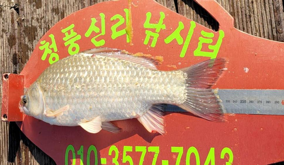 청풍신리낚시터 마릿수 조황입니다 (조황조행기 - 충주호조황속보)