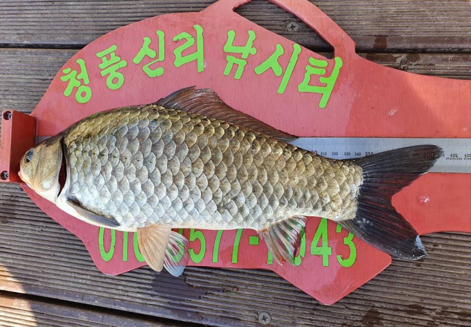 청풍신리낚시터 413cm 허리급 조황입니다 (조황조행기 - 충주호조황속보)