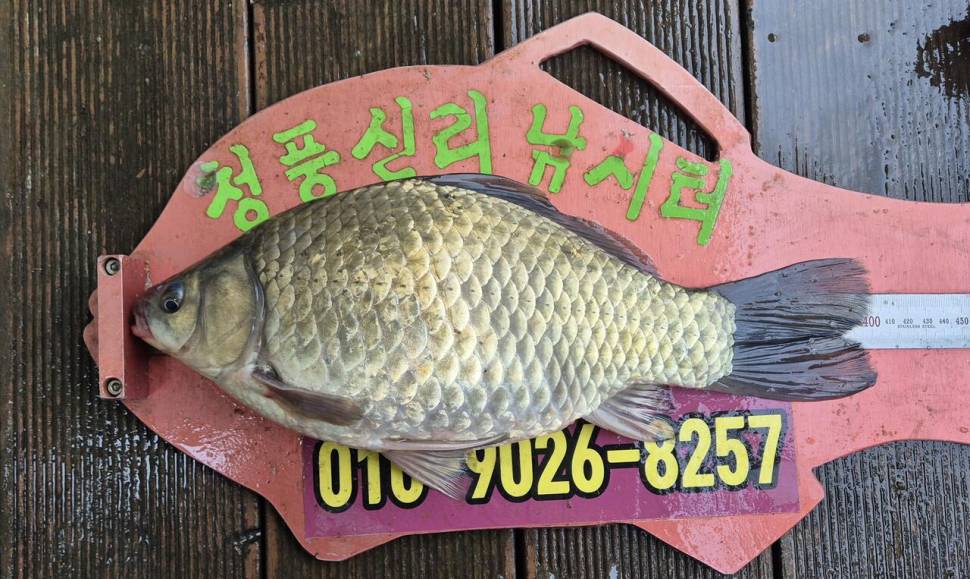 청풍신리낚시터 주말조황입니다 (조황조행기 - 충주호조황속보)
