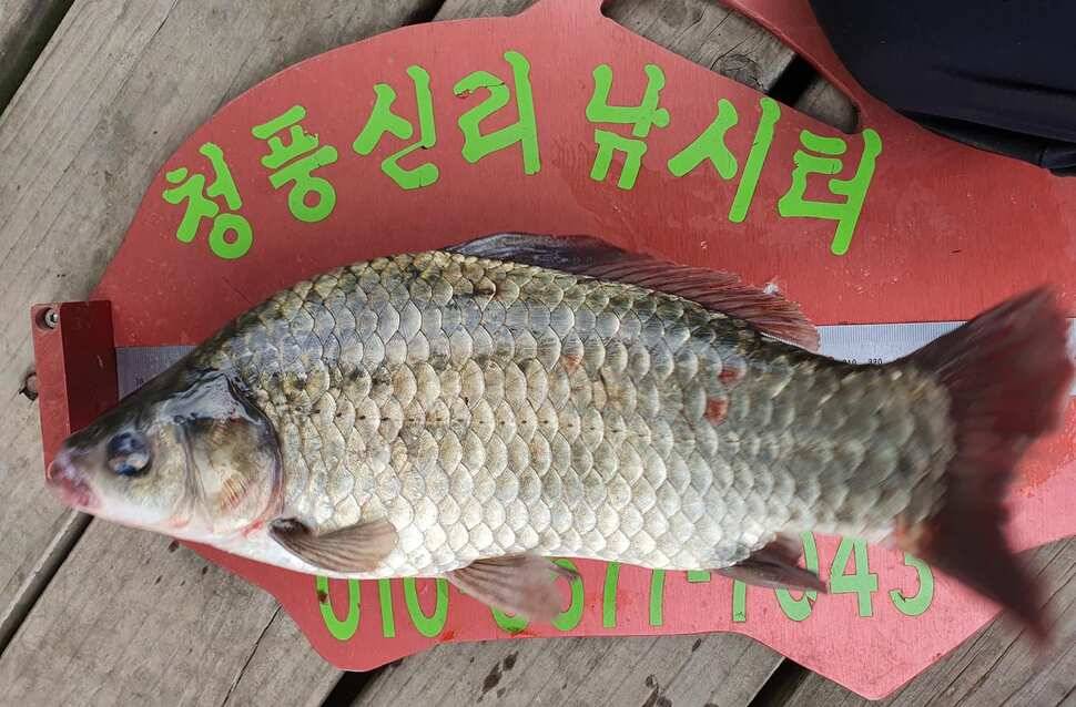 청풍신리낚시터 허리급입니다 (조황조행기 - 충주호조황속보)