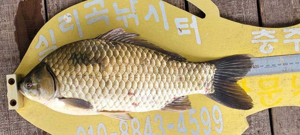 실리곡낚시터 4짜 조황입니다 (조황조행기 - 충주호조황속보)