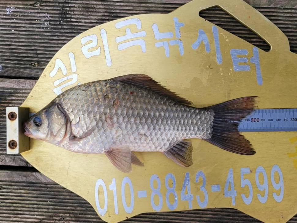 실리곡낚시터 조황입니다 (조황조행기 - 충주호조황속보)