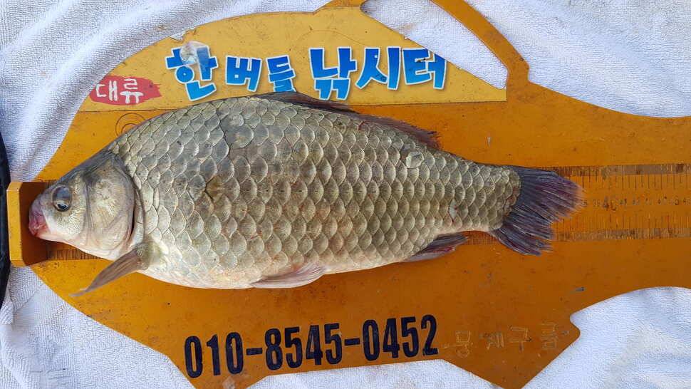 한버들 조황입니다 (조황조행기 - 충주호조황속보)