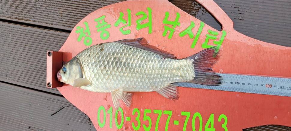 청풍신리낚시터 허리급 조황입니다 (조황조행기 - 충주호조황속보)