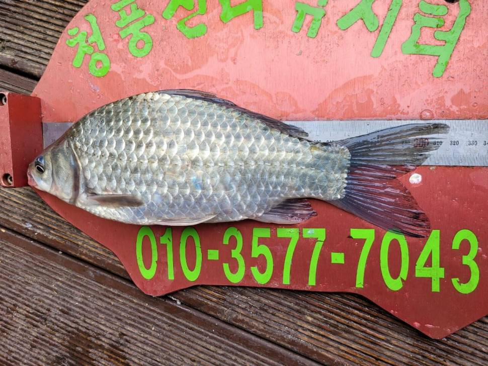 청풍신리낚시터 조황정보입니다 (조황조행기 - 충주호조황속보)