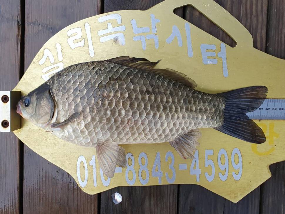 실리곡낚시터 4짜허리급 조황입니다 (조황조행기 - 충주호조황속보)