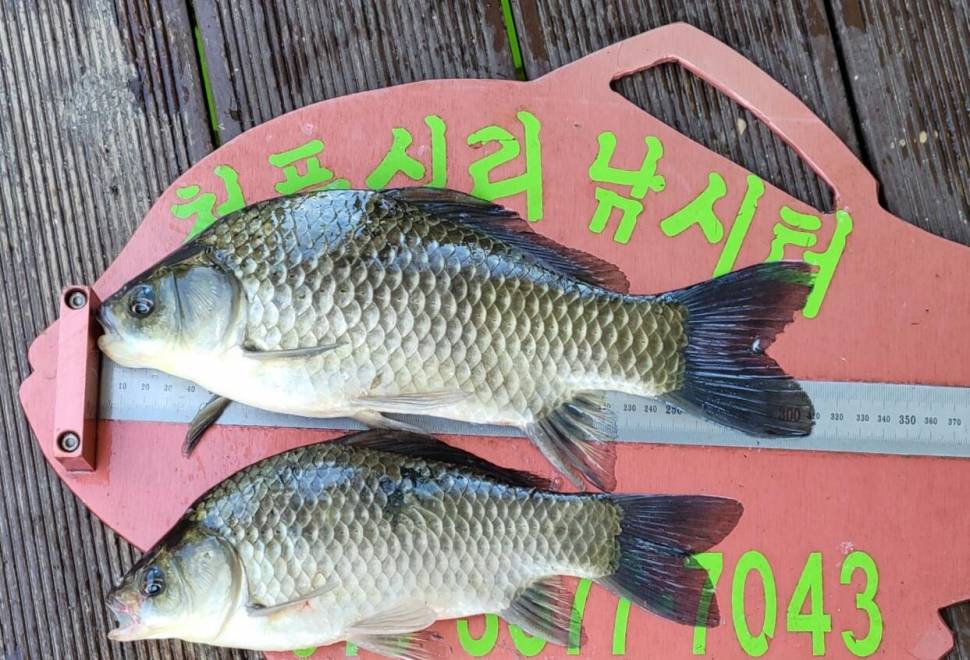 청풍신리낚시터 조황정보입니다 (조황조행기 - 충주호조황속보)