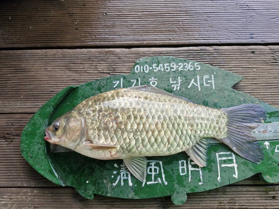 용곡 김기호 낚시터 조황정보 입니다 (조황조행기 - 충주호조황속보)