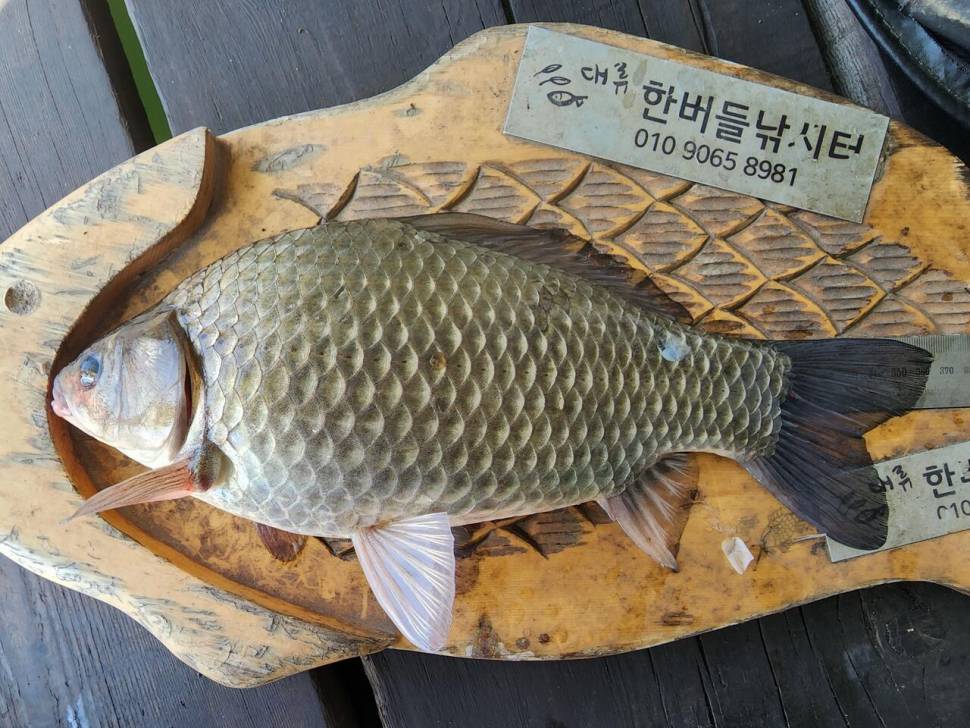 청풍 한버들 허릿급 조황입니다 (조황조행기 - 충주호조황속보)