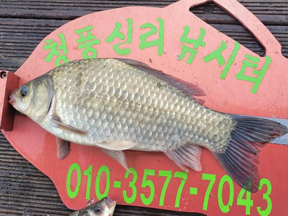 청풍신리낚시터 허리급 조황입니다 (조황조행기 - 충주호조황속보)