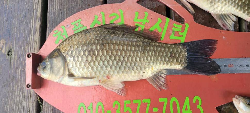 청풍신리낚시터 442cm 조황입니다 (조황조행기 - 충주호조황속보)