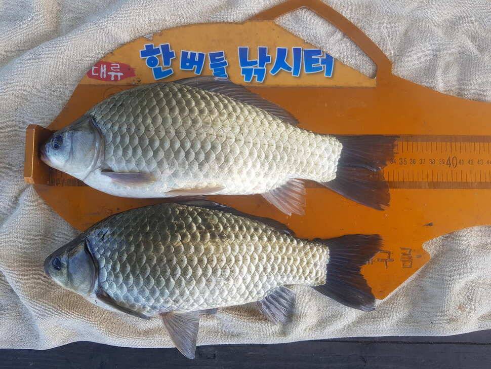 한버들 조황입니다 (조황조행기 - 충주호조황속보)