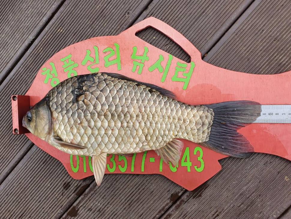 청풍신리낚시터 435cm40cm 조황입니다 (조황조행기 - 충주호조황속보)