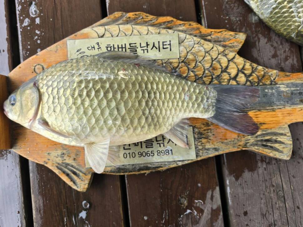 청풍 한버들 조황입니다 (조황조행기 - 충주호조황속보)