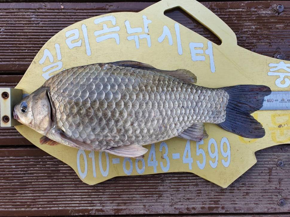 실리곡낚시터 4짜허리급 조황입니다 (조황조행기 - 충주호조황속보)