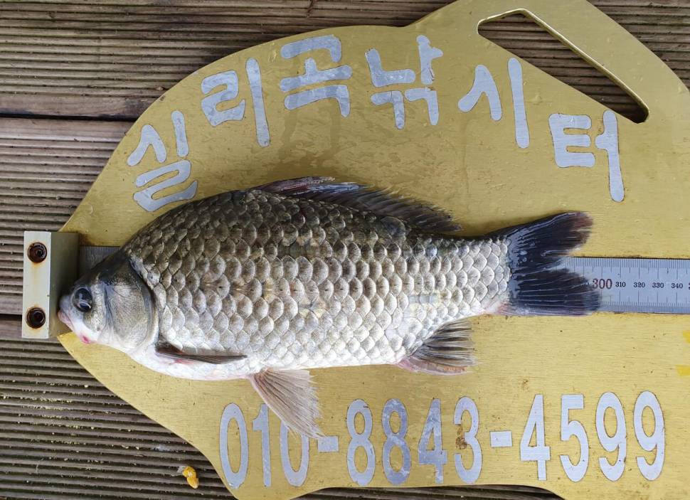 실리곡낚시터 4짜4짜허리급 조황입니다 (조황조행기 - 충주호조황속보)