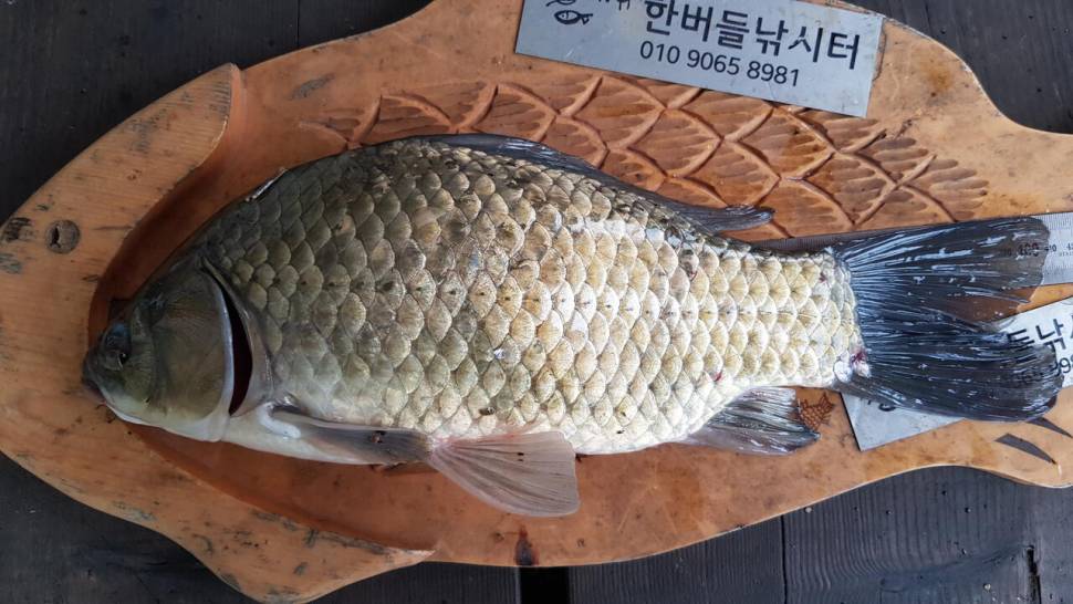 청풍 한버들 낚시터 4짜포함 허릿급 조황입니다 (조황조행기 - 충주호조황속보)