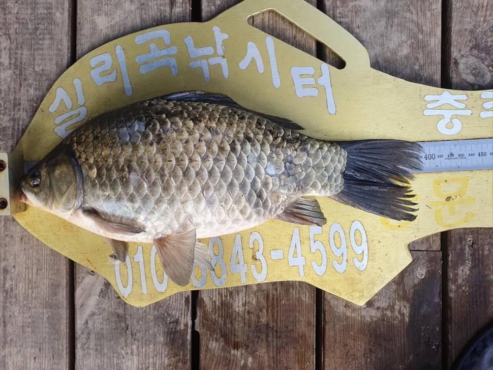 실리곡낚시터 4짜 4수 대박 조황입니다 (조황조행기 - 충주호조황속보)