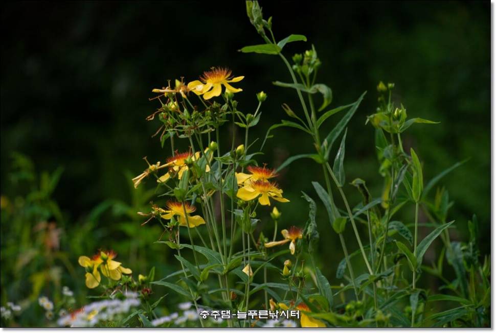 충주호 늘푸른 주중 조황소식 (조황조행기 - 충주호조황속보)