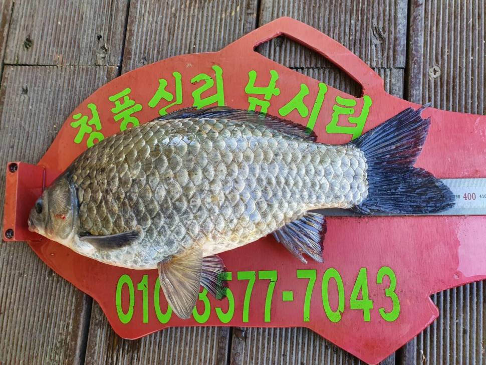 청풍신리낚시터 413cm 허리급 조황입니다 (조황조행기 - 충주호조황속보)