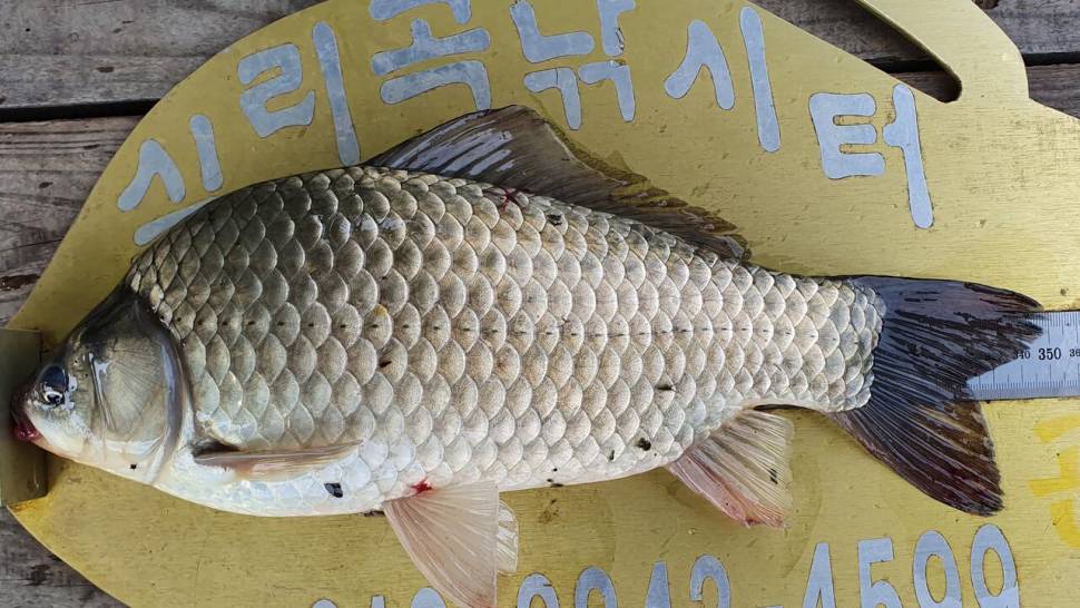 실리곡낚시터 43cm외 조황입니다 (조황조행기 - 충주호조황속보)