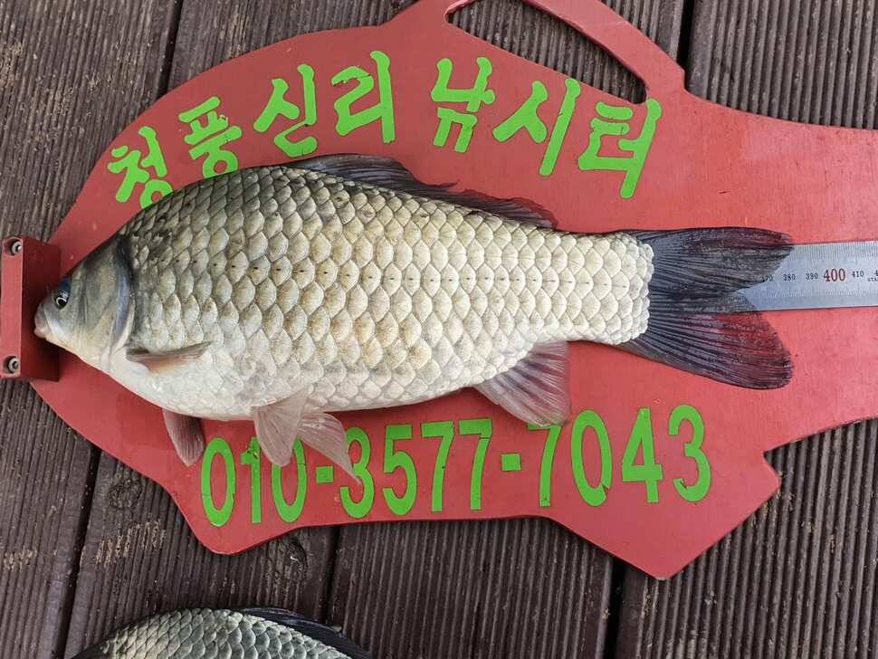 청풍신리낚시터 허리급입니다 (조황조행기 - 충주호조황속보)