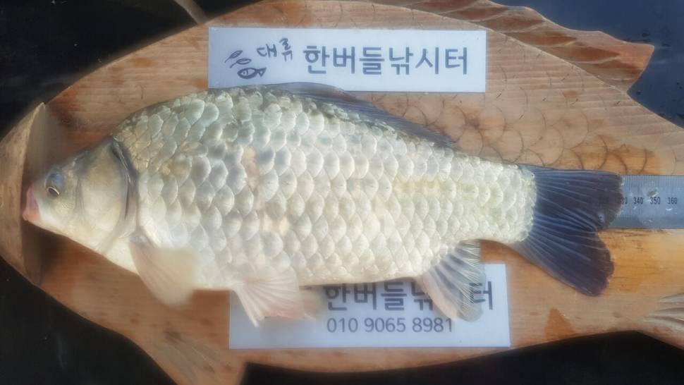 한버들 허릿급 조황입니다 (조황조행기 - 충주호조황속보)