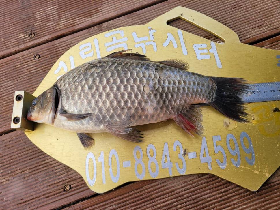 청풍 실리곡낚시터 4짜외 허리급입니다 (조황조행기 - 충주호조황속보)