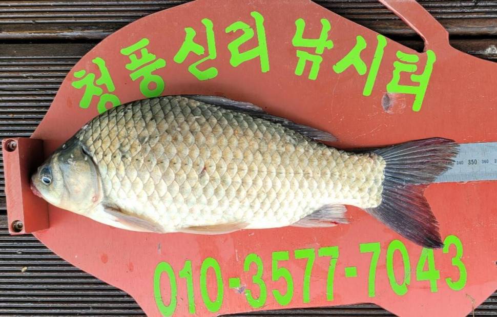 청풍신리낚시터 4짜외 허리급입니다 (조황조행기 - 충주호조황속보)